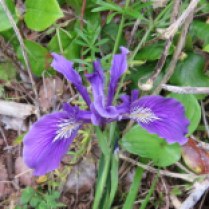 Lovely wild iris